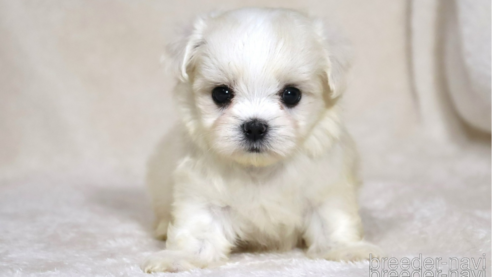 成約済の滋賀県のミックス犬-339713の1枚目