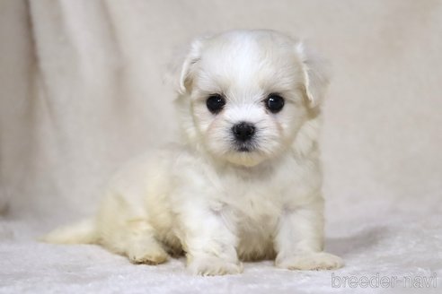 成約済の滋賀県のミックス犬-339713の8枚目