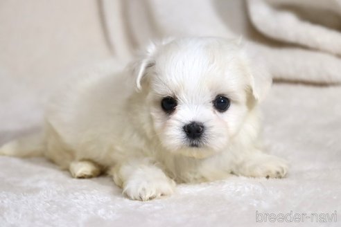 成約済の滋賀県のミックス犬-339713の7枚目