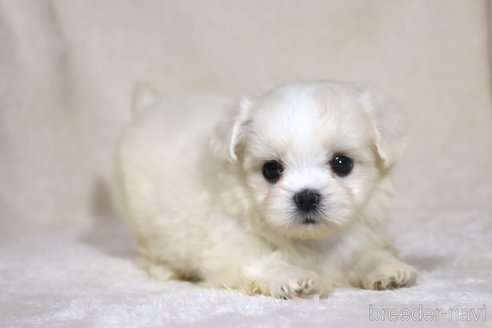 成約済の滋賀県のミックス犬-339713の6枚目