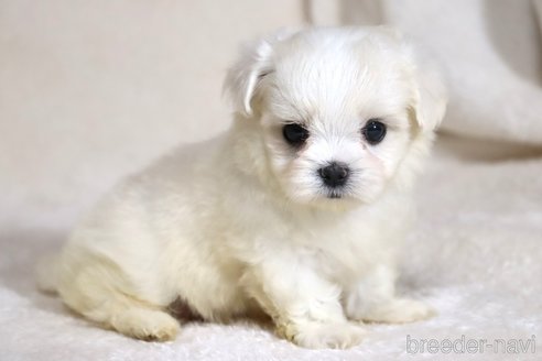成約済の滋賀県のミックス犬-339713の5枚目