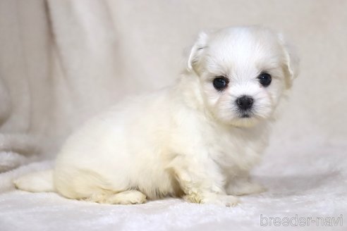 成約済の滋賀県のミックス犬-339713の4枚目
