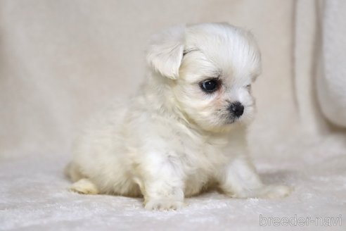 成約済の滋賀県のミックス犬-339713の3枚目