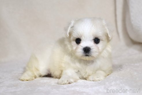 成約済の滋賀県のミックス犬-339713の2枚目