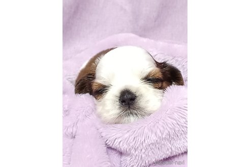 成約済の長野県のシーズー-339718の3枚目