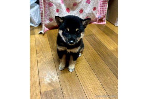 成約済の熊本県の豆柴-334274の3枚目