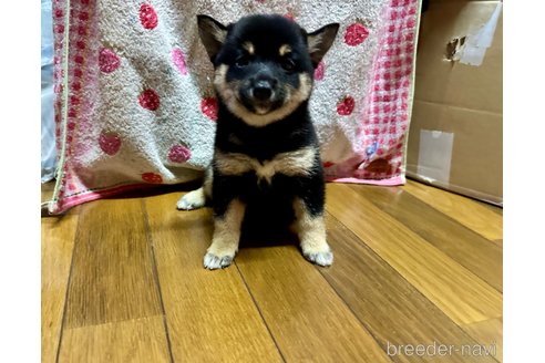 成約済の熊本県の豆柴-334274の2枚目