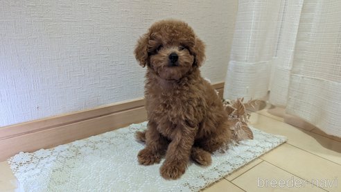 成約済の広島県のタイニープードル-325925の60枚目