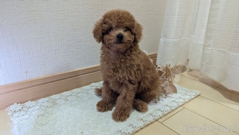 成約済の広島県のタイニープードル-325925の61枚目