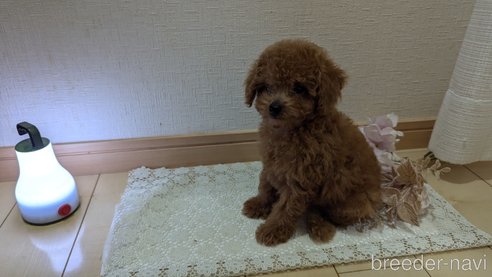 成約済の広島県のタイニープードル-325925の62枚目
