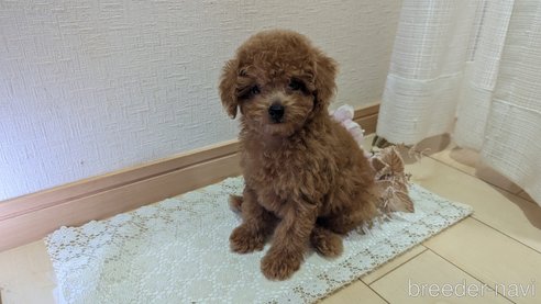 成約済の広島県のタイニープードル-325925の58枚目
