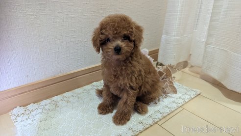 成約済の広島県のタイニープードル-325925の59枚目