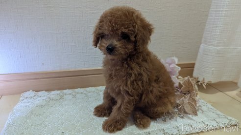 成約済の広島県のタイニープードル-325925の55枚目