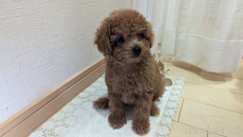 成約済の広島県のタイニープードル-325925の56枚目