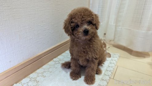 成約済の広島県のタイニープードル-325925の50枚目