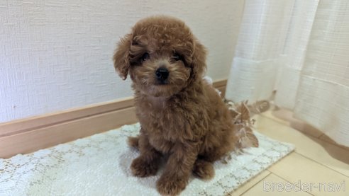 成約済の広島県のタイニープードル-325925の51枚目