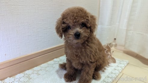 成約済の広島県のタイニープードル-325925の52枚目
