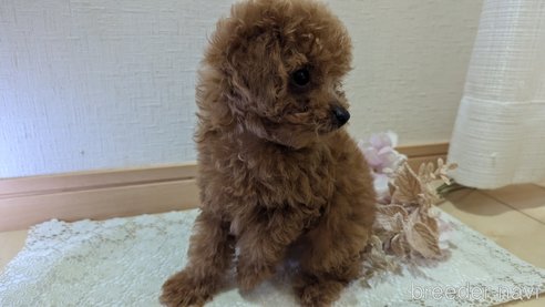 成約済の広島県のタイニープードル-325925の47枚目