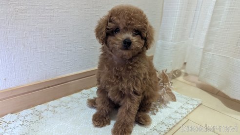 成約済の広島県のタイニープードル-325925の48枚目