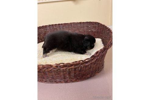 成約済の愛知県のミックス犬-339728の2枚目