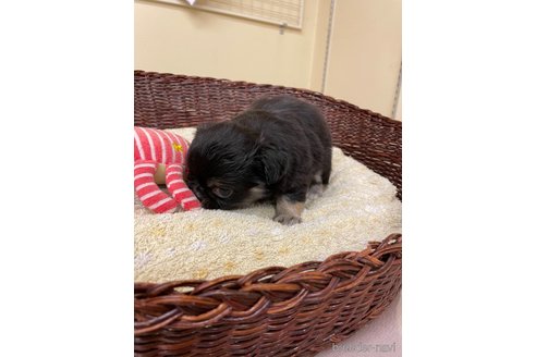 成約済の愛知県のミックス犬-339728の4枚目