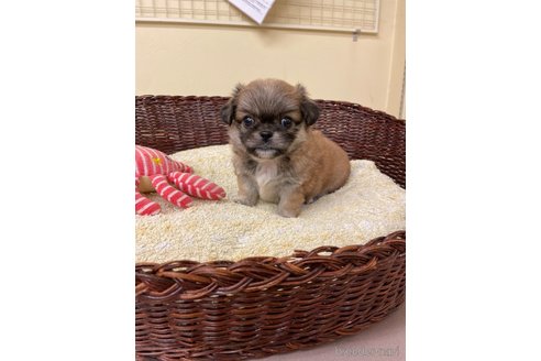 成約済の愛知県のミックス犬-339729の7枚目