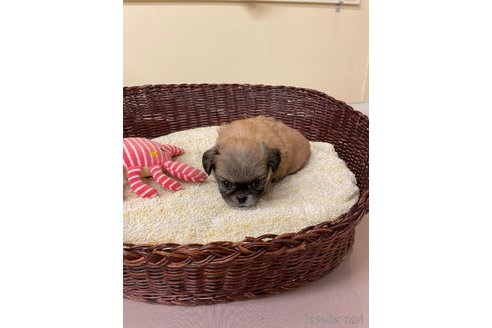 成約済の愛知県のミックス犬-339729の2枚目