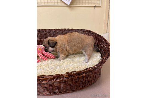 成約済の愛知県のミックス犬-339729の3枚目