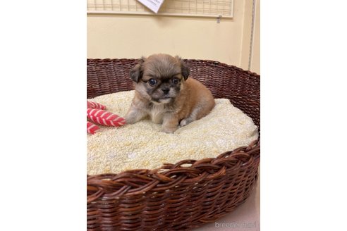 成約済の愛知県のミックス犬-339729の4枚目