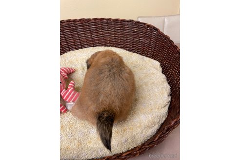 成約済の愛知県のミックス犬-339729の5枚目