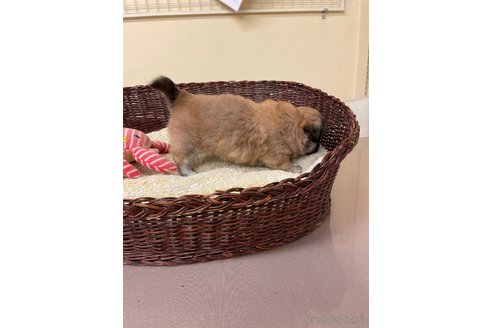 成約済の愛知県のミックス犬-339729の6枚目