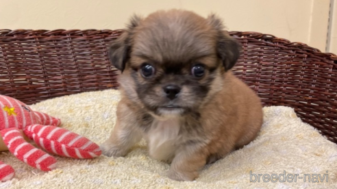 成約済の愛知県のミックス犬-339729