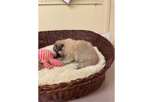 成約済の愛知県のミックス犬-339730の3枚目