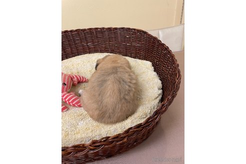 成約済の愛知県のミックス犬-339730の4枚目