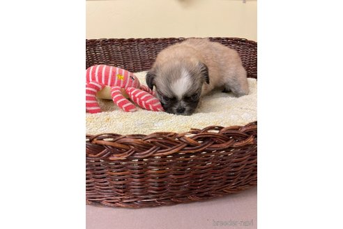 成約済の愛知県のミックス犬-339730の5枚目