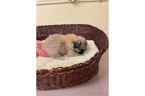 成約済の愛知県のミックス犬-339730の2枚目