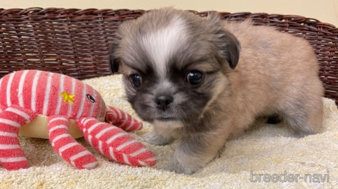 成約済の愛知県のミックス犬-339730