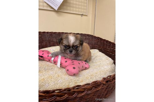 成約済の愛知県のミックス犬-339731の4枚目