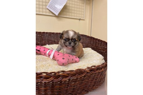 成約済の愛知県のミックス犬-339731の5枚目