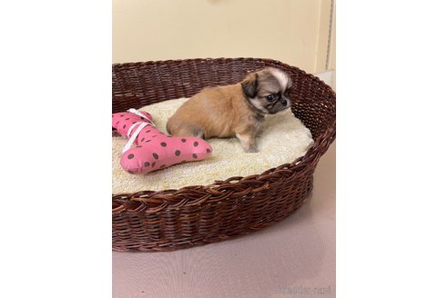 成約済の愛知県のミックス犬-339731の3枚目