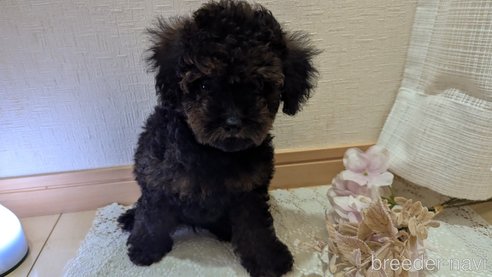 成約済の広島県のタイニープードル-325921の11枚目