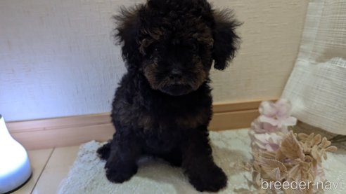 成約済の広島県のタイニープードル-325921の9枚目