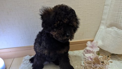 成約済の広島県のタイニープードル-325921の4枚目