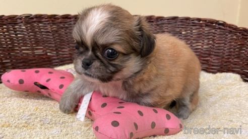 成約済の愛知県のミックス犬-339731