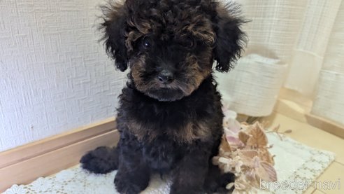 成約済の広島県のタイニープードル-325921の3枚目