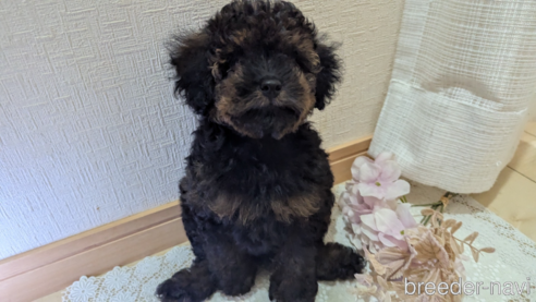 成約済の広島県のタイニープードル-325921の1枚目