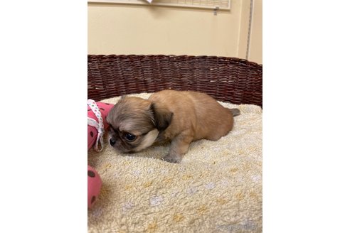 成約済の愛知県のミックス犬-339732の3枚目