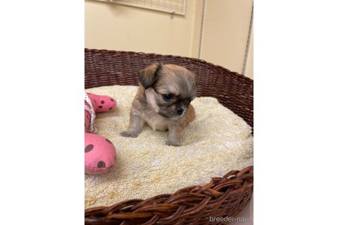 成約済の愛知県のミックス犬-339732の4枚目