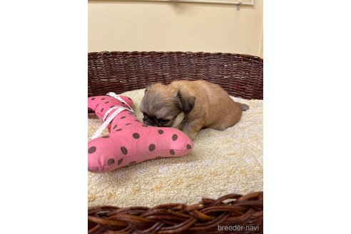 成約済の愛知県のミックス犬-339732の5枚目