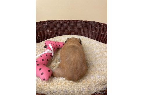 成約済の愛知県のミックス犬-339732の6枚目